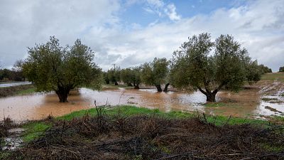 Las borrascas provocan daños en los cultivos del país y los agricultores piden ayudas para hacer frente a las pérdidas