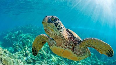 Mindful earth - Episodio 2: Cambiar - Mindful earth | Ver