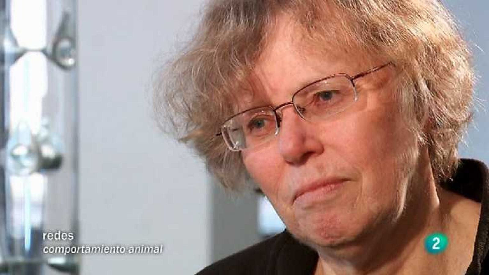 Redes - El bienestar animal importa (V.O.)  - Ver ahora