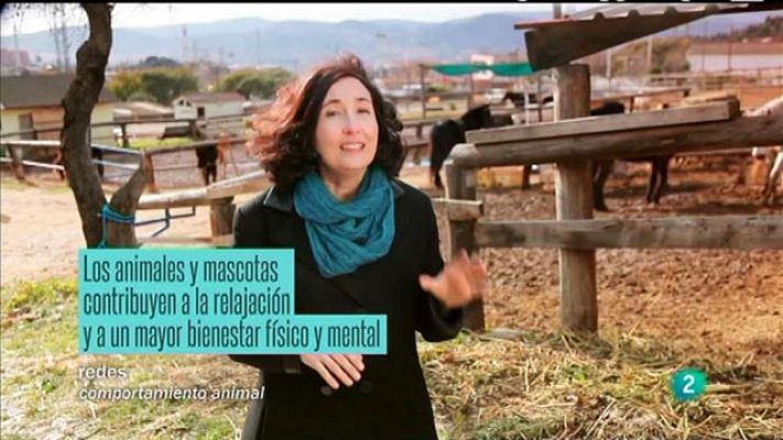 Redes - Capacidad de empatía