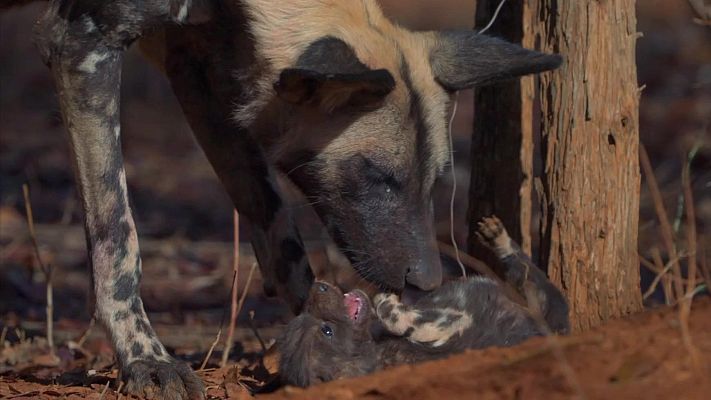 Un perro salvaje adulto, con pelaje irregular, interactúa con un cachorro tumbado en el suelo. La escena, que parece un fotograma de un documental, muestra vegetación y un tronco de árbol al fondo.