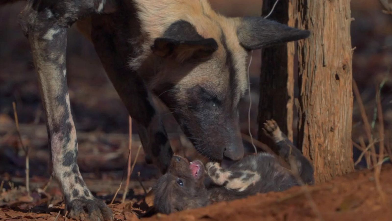 Somos documentales - Save Valley: un milagro salvaje - Somos Documentales | Ver documental