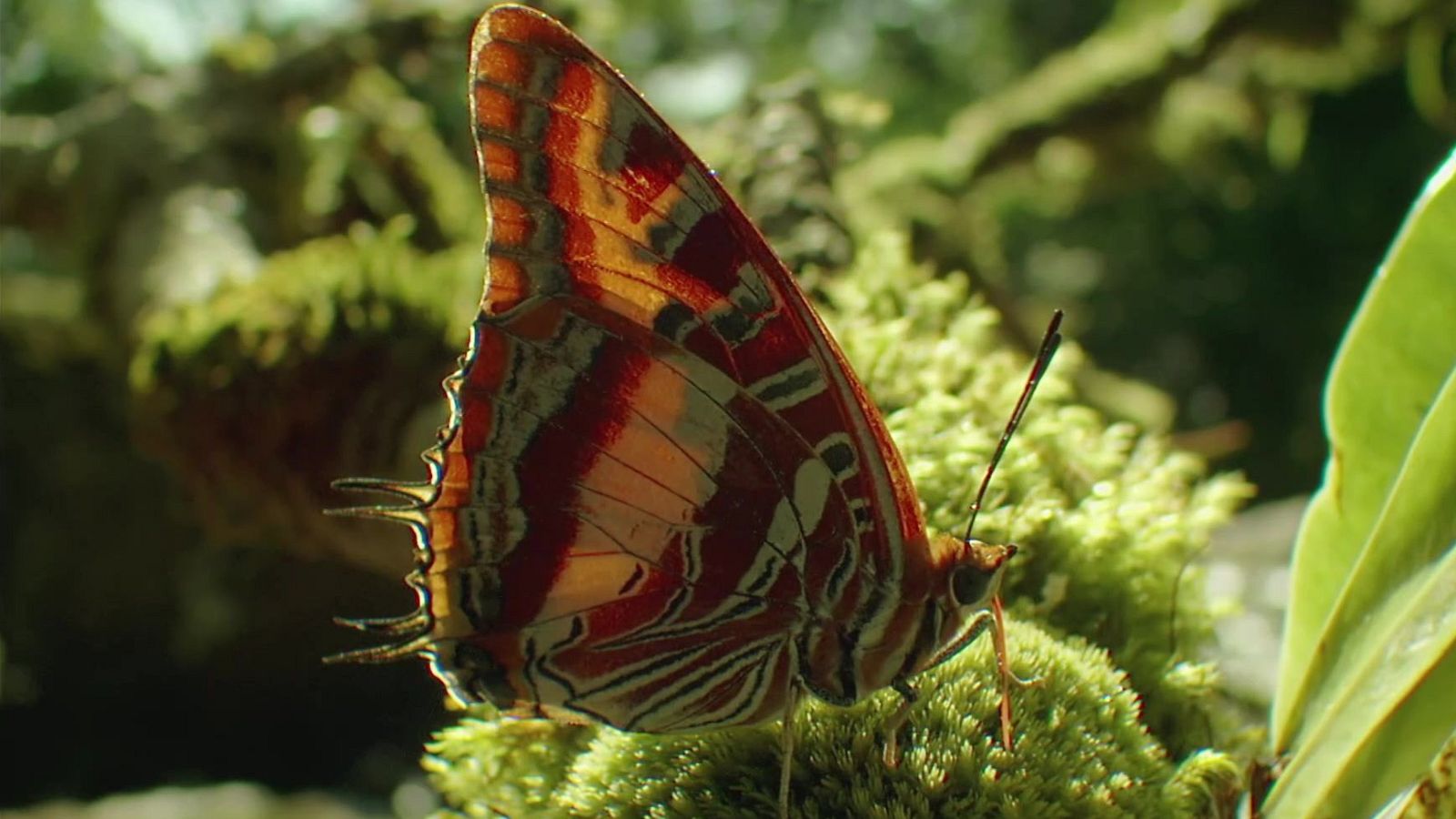 Mindful earth - Episodio 3: Disfrutar - Mindful earth | Ver