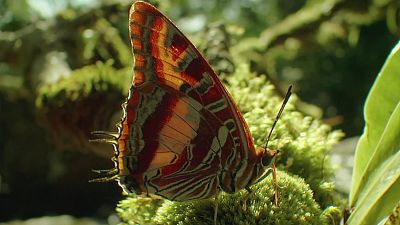 Mindful earth - Episodio 3: Disfrutar - Mindful earth | Ver