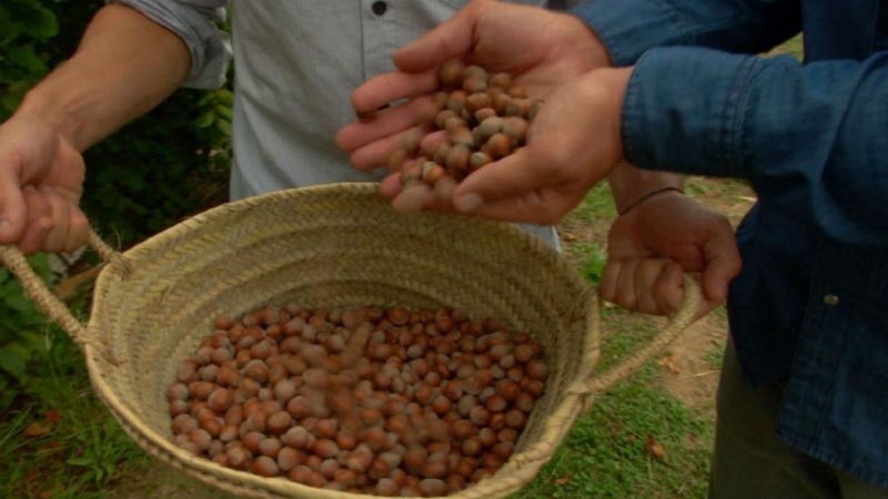 La avellana Negreta que se abre con una máquina de 1920 - Aquí la Tierra | Ver