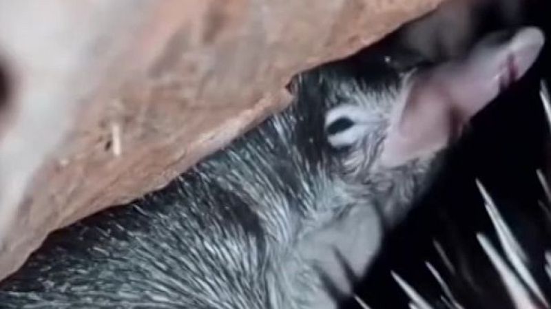 Mitad erizo, mitad topo y mitad reptil - Aquí la Tierra | Ver