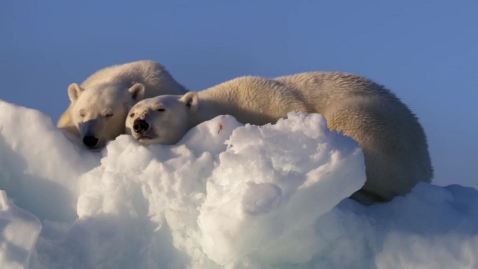 Mindful earth - Episodio 4: Descansar - Mindful earth | Ver