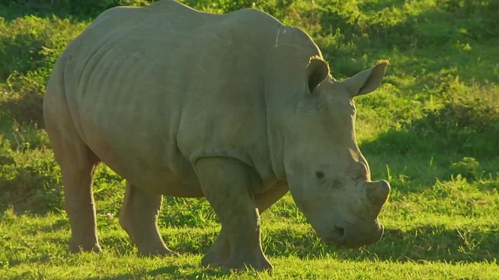 Fauna letal - Especial rescate del rinoceronte