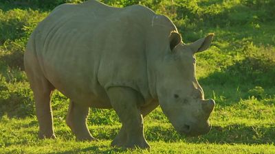 Fauna letal - T4 - Episodio 1: Especial rescate del rinoceronte - Fauna letal | Ver