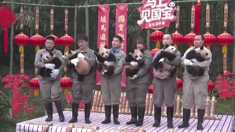 Una guardería de pandas - Aquí la Tierra | Ver