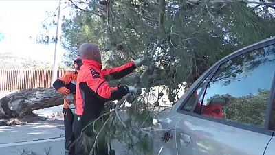 El fort vent provoca la caiguda de centenars d'arbres arreu de Catalunya