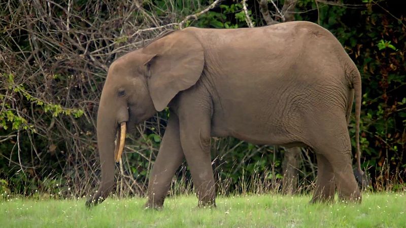 Fauna letal - T4 - Episodio 3: Jungla de Gab�n - Fauna letal | Ver