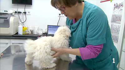 La càrrega laboral i l’estrès emocional afecten cada cop més la salut mental dels veterinaris