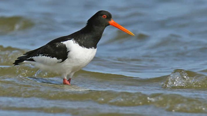 Grandes documentales - Alemania salvaje 1