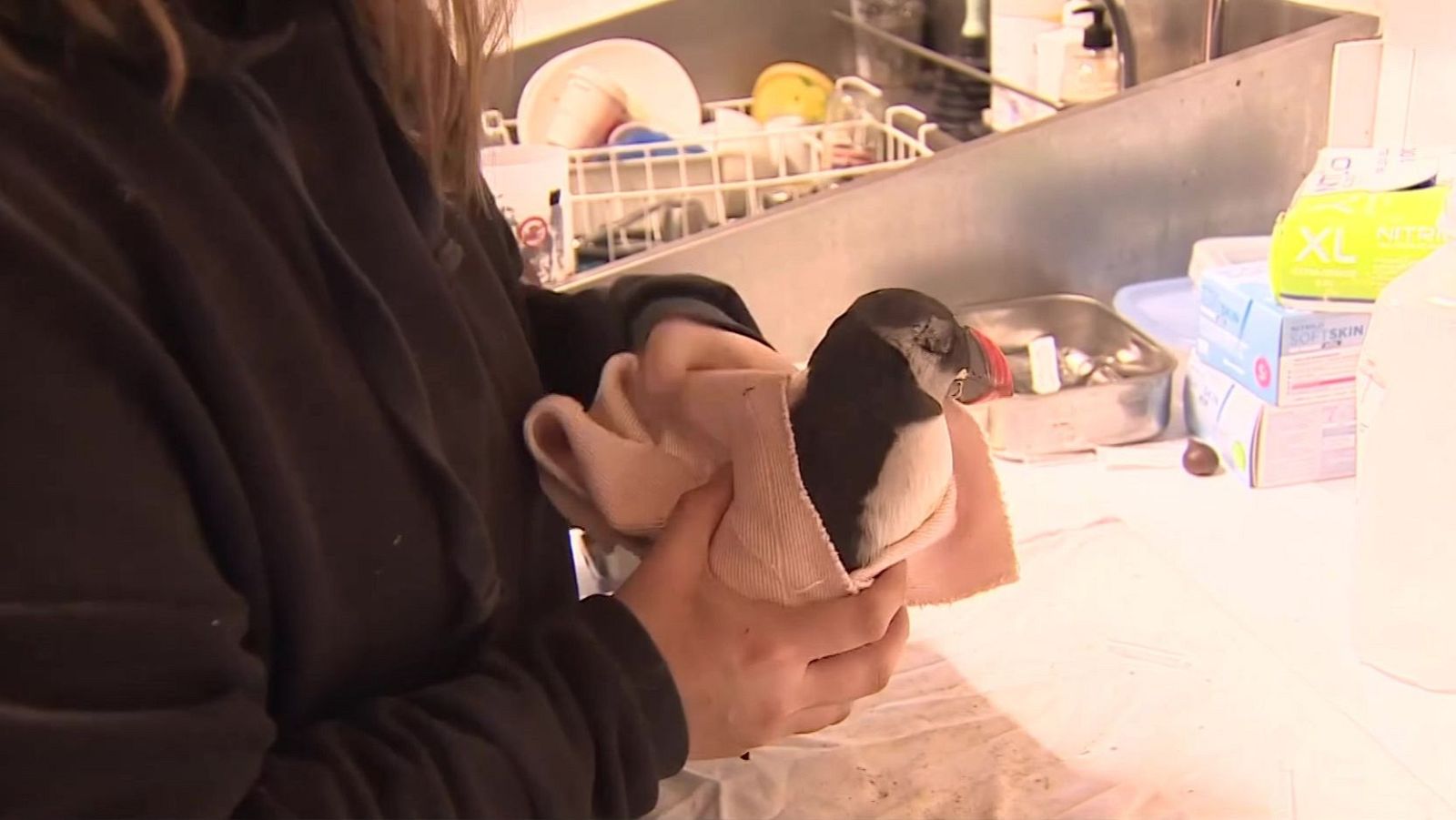 Centenares de frailecillos llegan exhaustos a la costa vasca y se recuperan en Urnieta | RTVE Play - Ver ahora