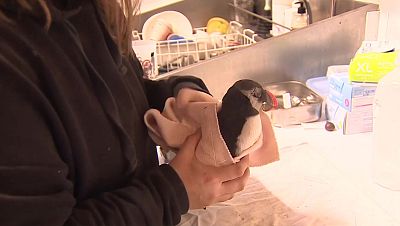 Centenares de frailecillos llegan exhaustos a la costa vasca y se recuperan en Urnieta | RTVE Play - Ver ahora