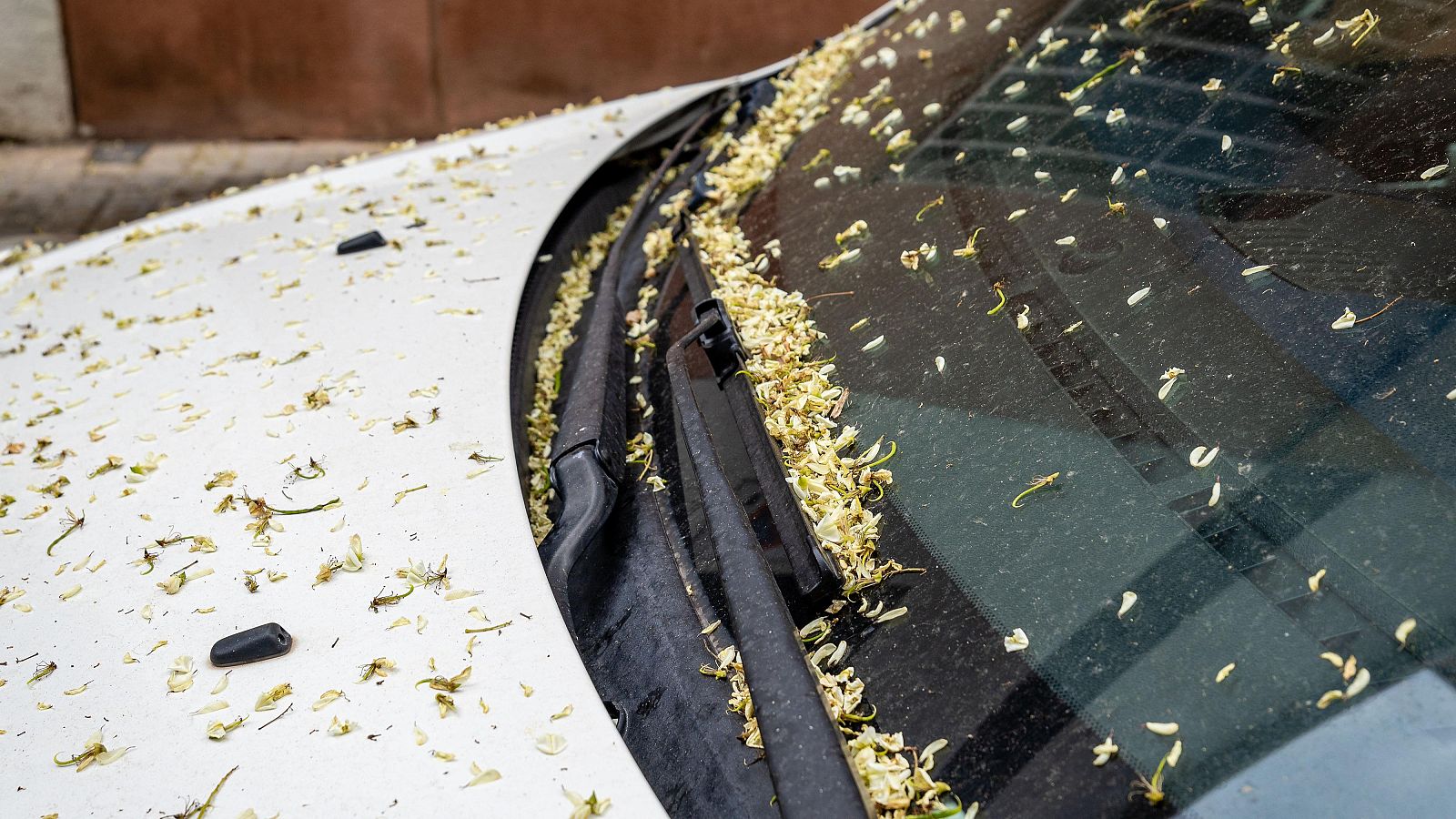 Las alergias son cada vez más largas y agresivas por el polen | Ver