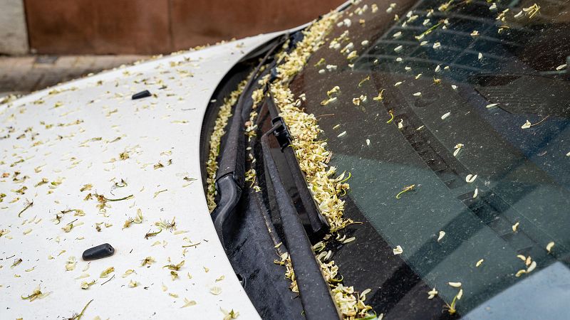 Las alergias son cada vez más largas y agresivas por el polen | Ver