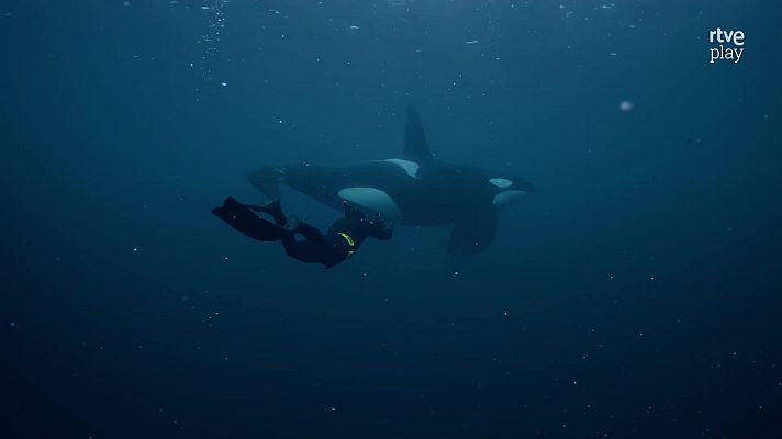 Fauna letal - Noruega