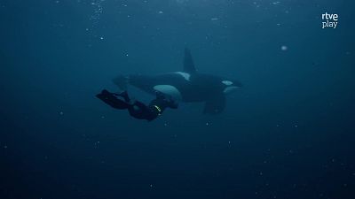 Fauna letal - T4 - Episodio 4: Noruega - Fauna letal | Ver