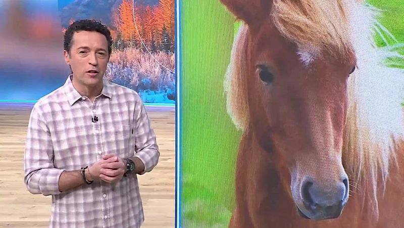 La Reula, floristeria, cavall pirinenc - Aqu� la Terra - Aqu� la Terra | Veure