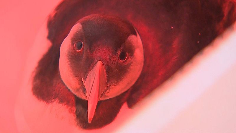 M�s de 200 frailecillos muertos o en mal estado aparecen en la costa c�ntabra por los temporales