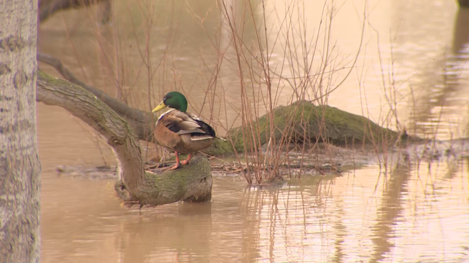 Noticias Aragón - 17/02/26 - Ver ahora