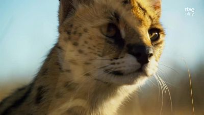 Fauna letal - T4 - Episodio 5: Sud�frica - Fauna letal | Ver