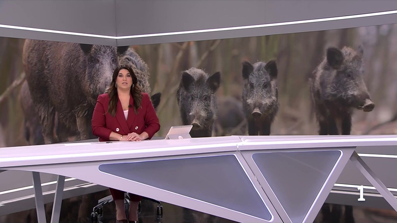 Preocupació al sector carni per l’escalada de casos de pesta porcina