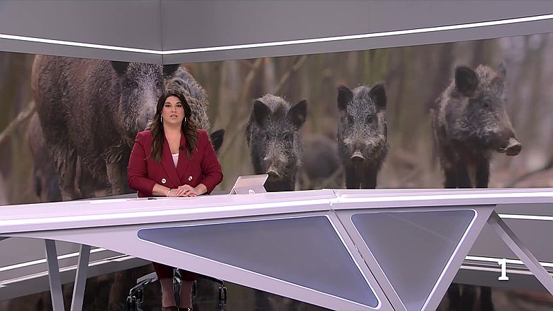 Preocupació al sector carni per l’escalada de casos de pesta porcina