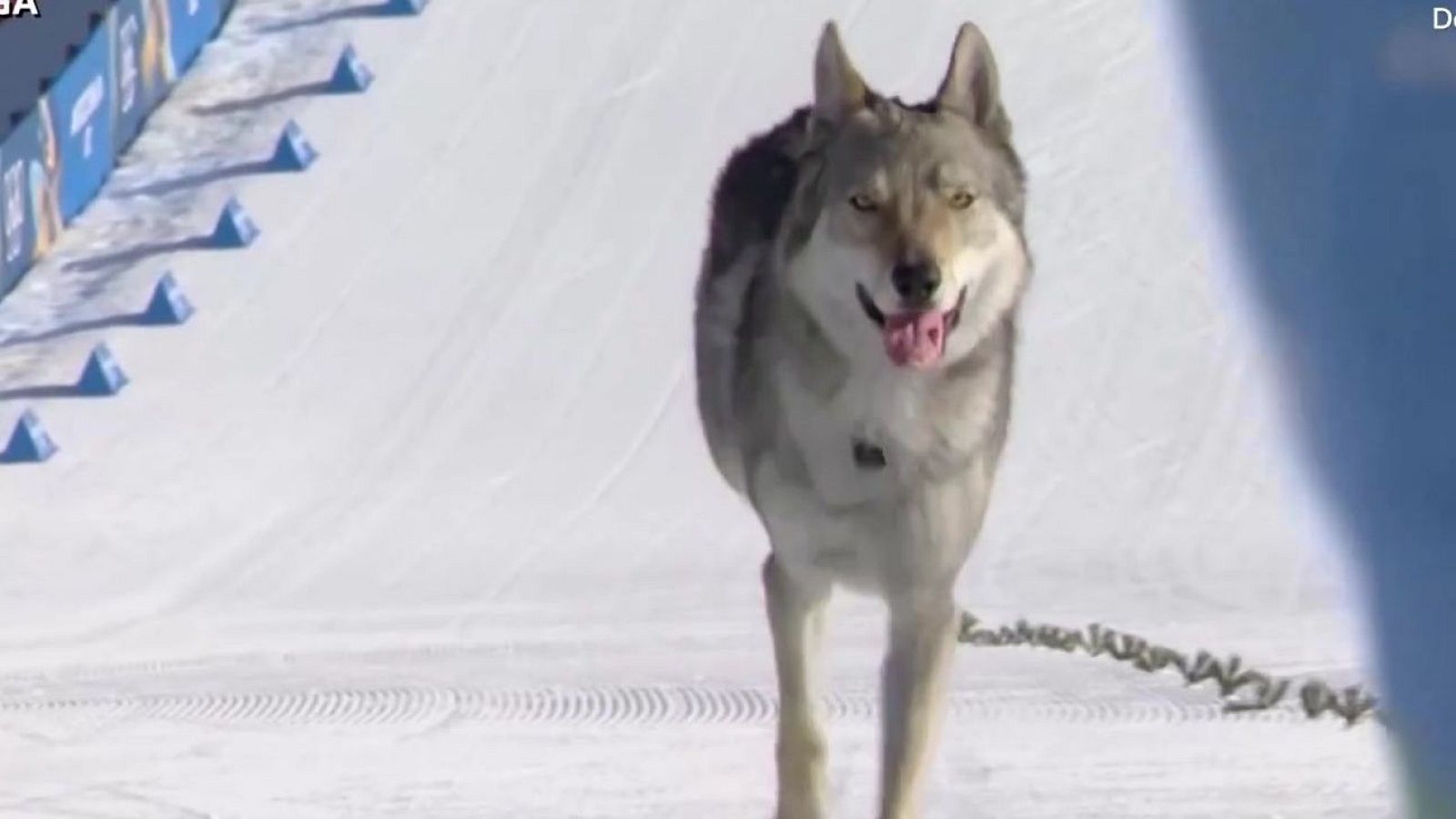 Nazgul, el perro lobo olímpico - Aquí la Tierra | Ver