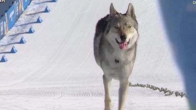 Nazgul, el perro lobo olímpico