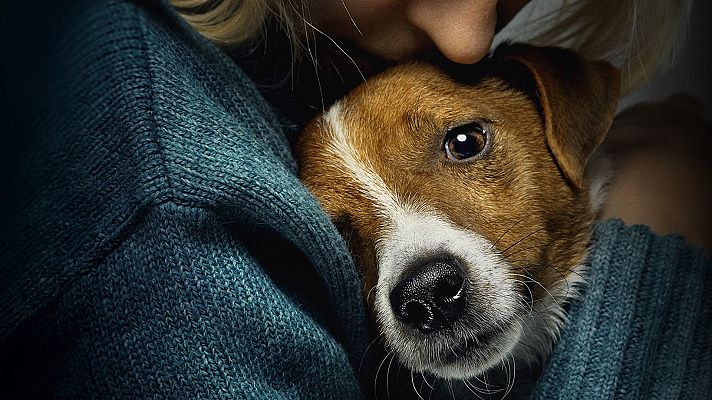 Primer plano de un perro con pelaje bicolor siendo abrazado por una persona. Se aprecia el rostro del animal y parte del rostro de la persona, que viste una prenda de color azul verdoso.