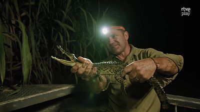 Fauna letal - T4 - Episodio 7: Borneo - Fauna letal | Ver