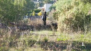 Els ramaders demanen m�s mesures per contenir la pesta porcina