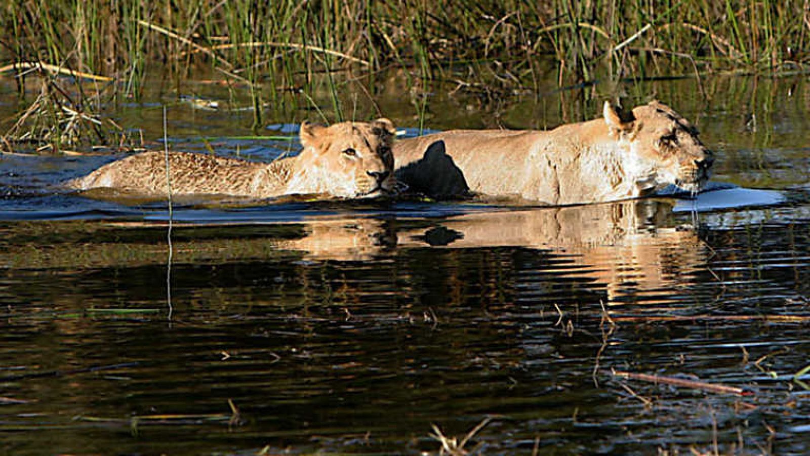 Grandes documentales - Leones nadadores - ver ahora