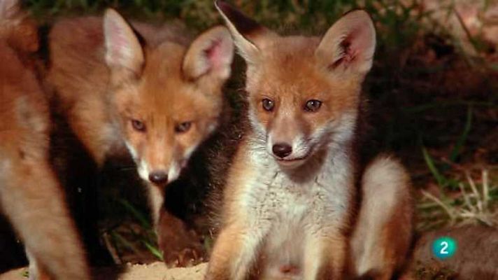 Grandes documentales - Alemania salvaje 2: Bosques