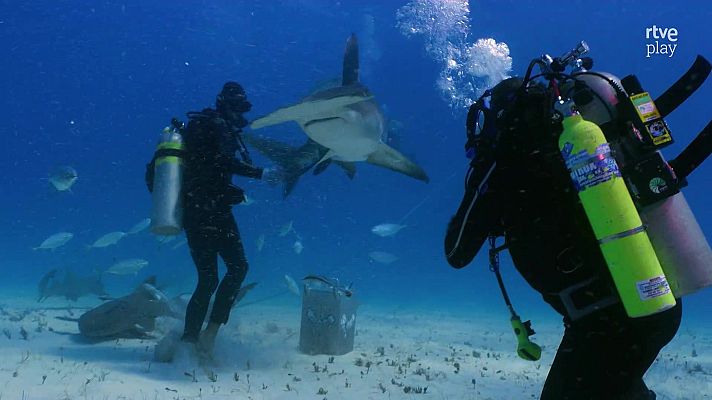 Fauna letal - Especial rescate tiburones