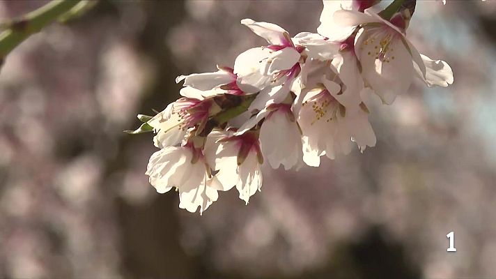 L'Informatiu - Arbeca s’omple de colors amb la floració dels atmetllers