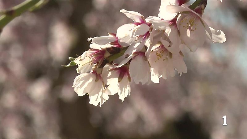 Arbeca s’omple de colors amb la floració dels atmetllers
