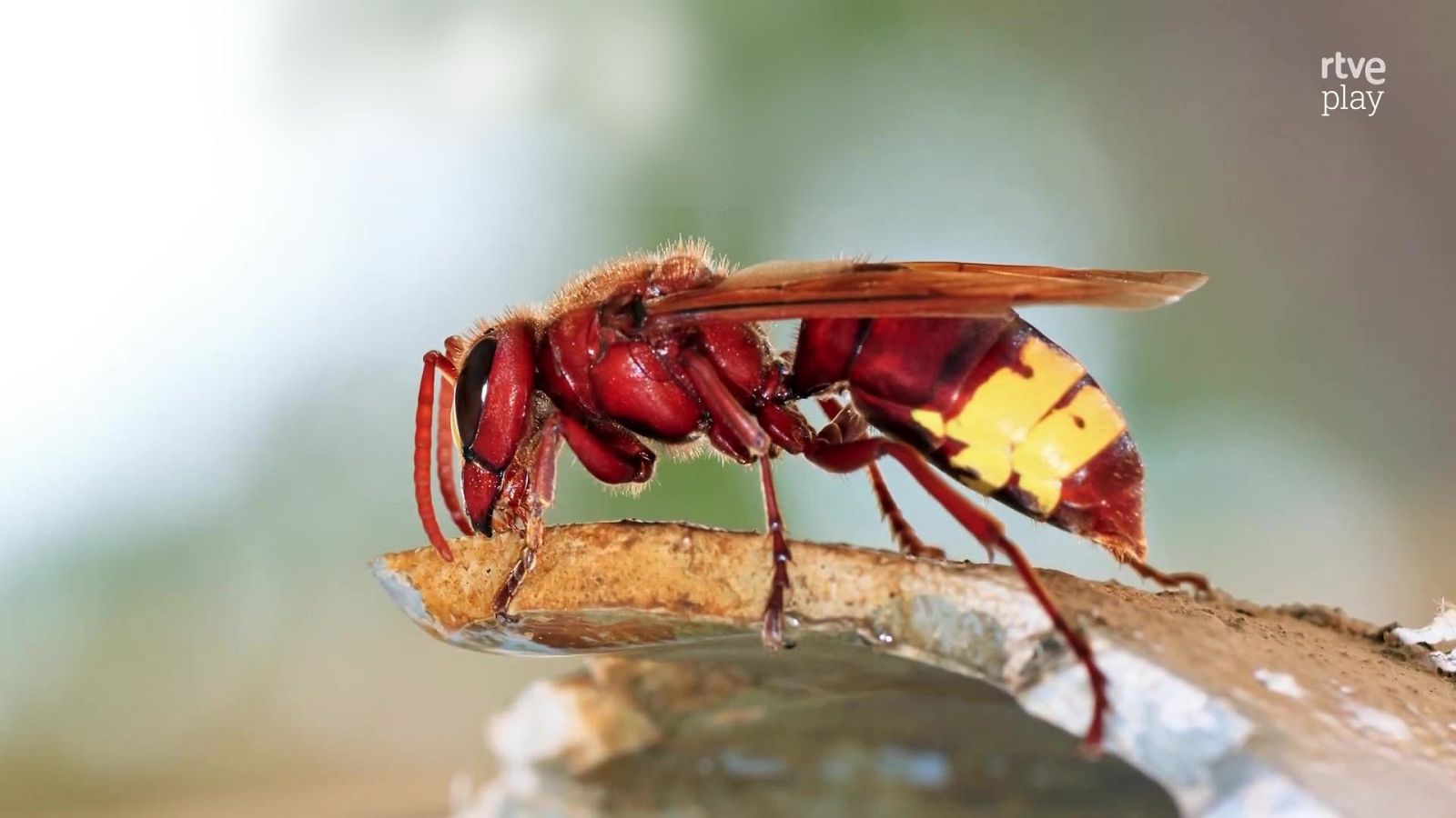 Agenda natural | Ver