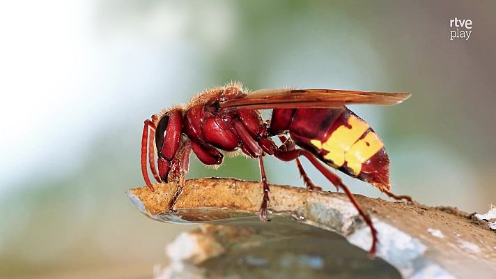 La aventura del Saber - Agenda natural