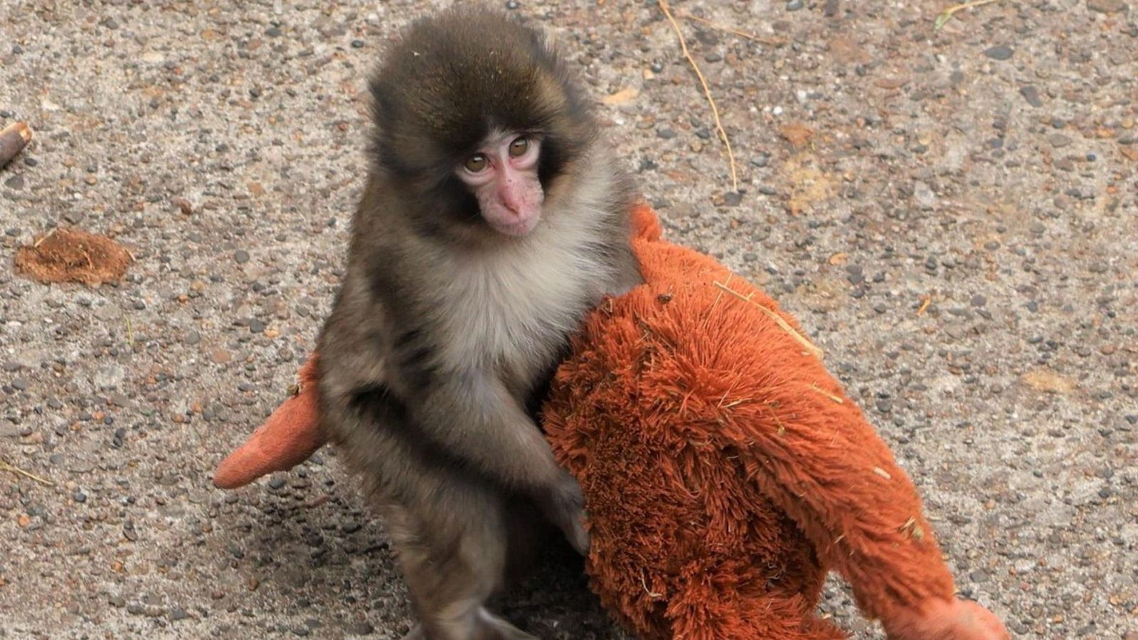 El bebé mono 'Punch' busca familia - Mañaneros 360 | Ver