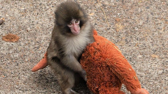 Mañaneros 360 - El bebé mono 'Punch' busca familia