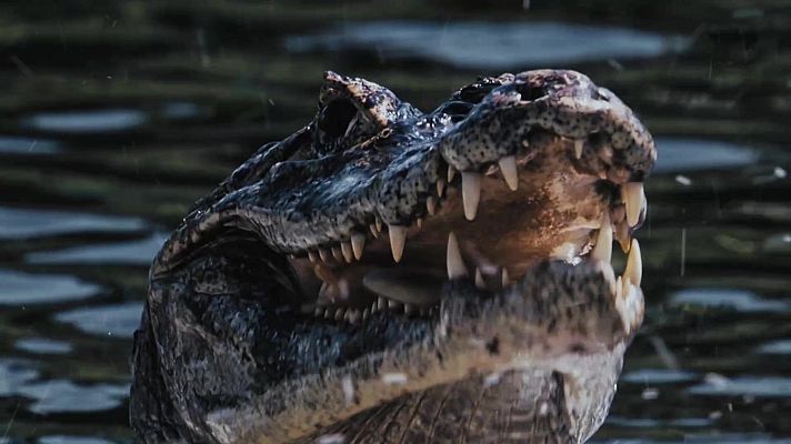 Fauna letal - Jungla de Ecuador