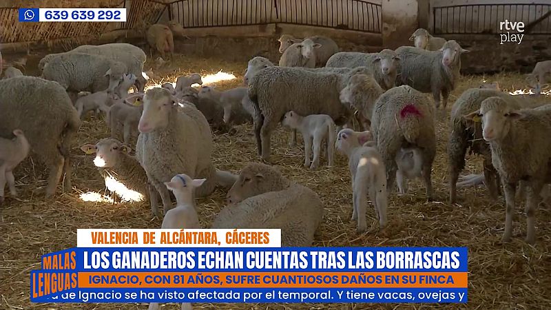La mala situación de los pequeños ganaderos y carniceros - Malas lenguas | Ver