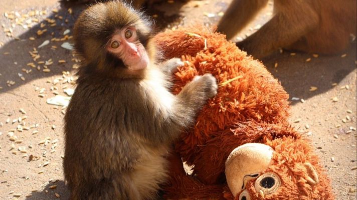 Telediario 1 - La historia viral del mono Punch y su peluche tras ser rechazado por sus compañeros en un zoo de Japón