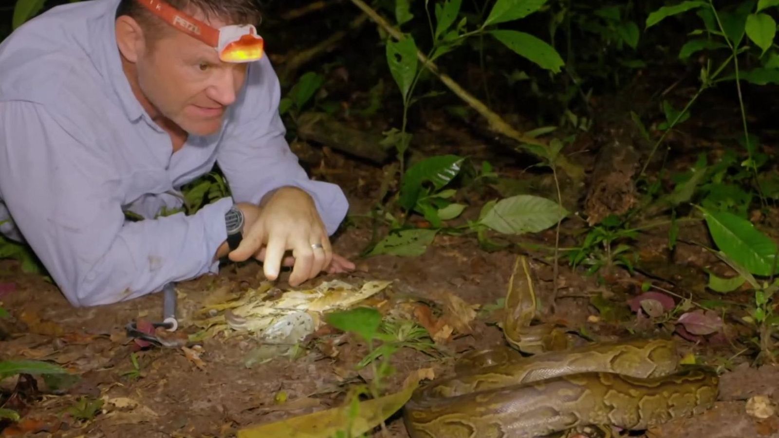 Fauna letal - T4 - Episodio 10: Costa de Gabón - Fauna letal | Ver