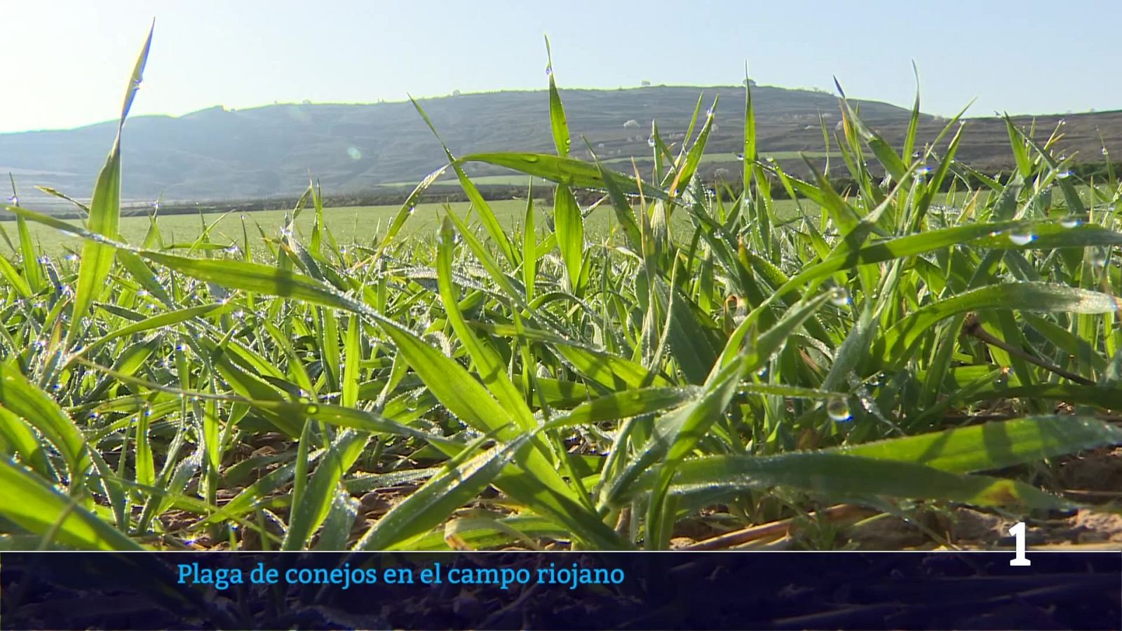 Informativo Telerioja - 25/02/26 - Informativo Telerioja | Ver