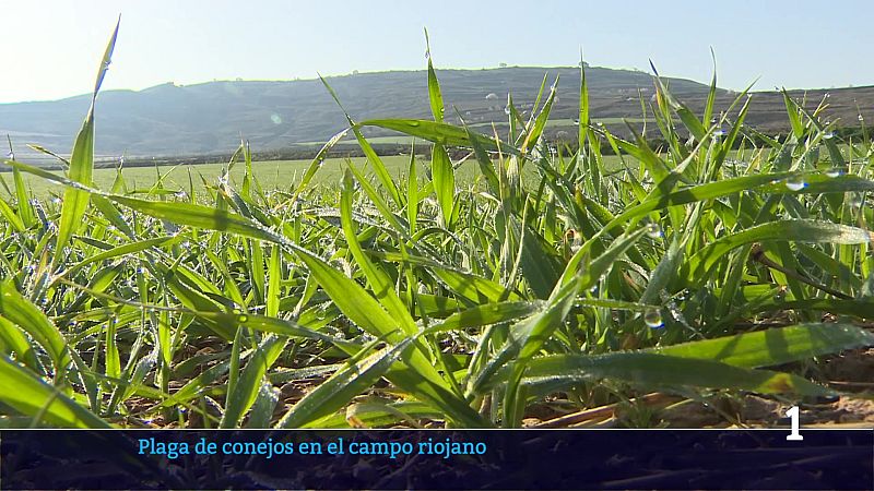 Informativo Telerioja - 25/02/26 - Informativo Telerioja | Ver